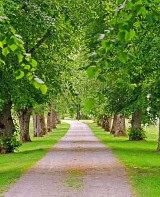 Plantar árvores nas cidades devia ser visto como uma medida de saúde pública, diz cientista