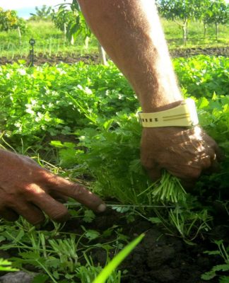 Imposto Territorial Rural poderá ser calculado de acordo com área produtiva