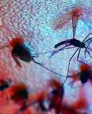 Pesquisa procura entender como os arbovírus se espalham no Brasil