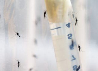 OPAS faz alerta sobre situação da dengue na América Latina e no Caribe