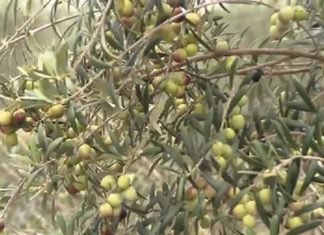 Rio de Contas: Primeira safra de azeitona gera 5 toneladas; aponta IBGE