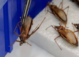 Fármacos à base de rutênio têm alto potencial contra doença de Chagas