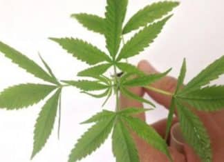 Anvisa cria portal para solicitação de canabidiol por meio de formulário eletrônico