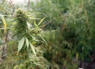 ‘Quem tá errada é a lei e vamos desobedecer, sim’, diz mãe sobre maconha medicinal