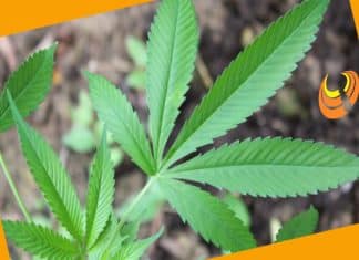 Ciência USP #20: O que dizem mães e cientistas sobre a maconha medicinal?