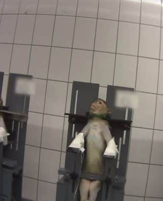 Macacos obrigados a girar, gatos com 13 extrações de sangue por dia