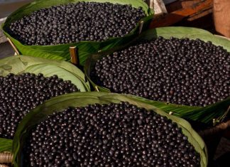 CADEIA PRODUTIVA : Mais 16 novos polos de produção foram criados em 2019