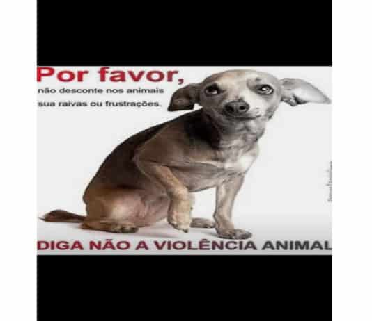 Coordenadora alerta para casos de abandono e maus-tratos de animais em Itaberaba