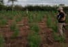 Plantação de Maconha em Ipirá