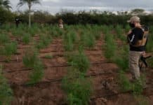 Plantação de Maconha em Ipirá