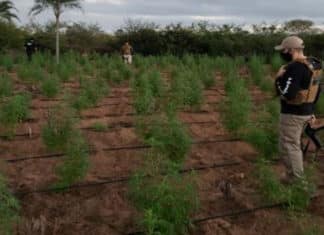 Plantação de Maconha em Ipirá